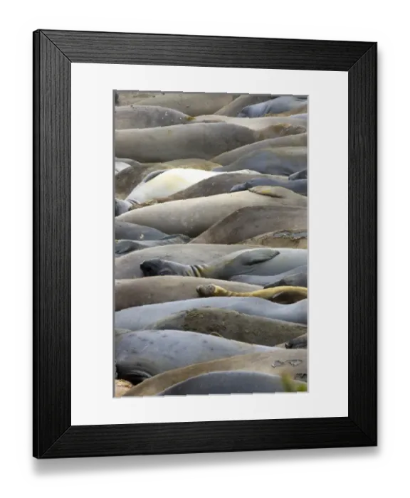 Framed Print : Northern elephant seals, Mirounga angustirostris, San Simeon State Park, California