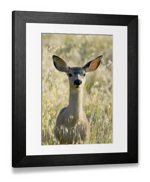 Framed Print : Mule deer, Odocoileus hemionus, UCSC Campus Natural Reserve, Santa Cruz, California