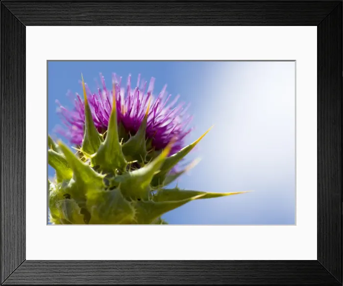 Framed Print : California thistle, Cirsium arvense, Lafayette Reservoir, Lafayette, California Framed Print : California thistle, Cirsium arvense, Lafayette Reservoir, Lafayette, California