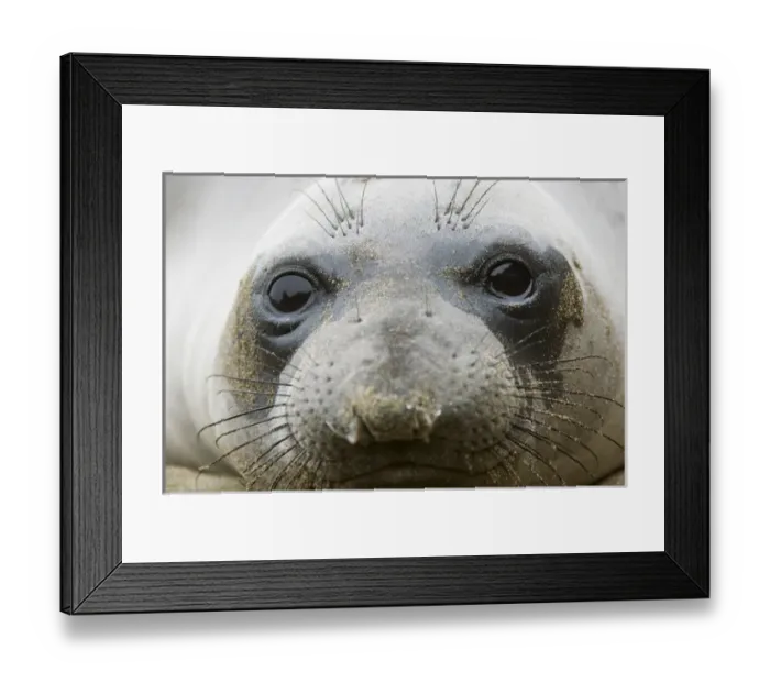 Framed Print : Northern elephant seal, Mirounga angustirostris, San Simeon State Park, California Framed Print : Northern elephant seal, Mirounga angustirostris, San Simeon State Park, California