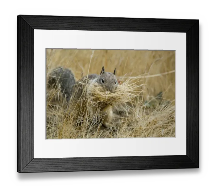 Framed Print : California ground squirrel foraging, Spermophilus beecheyi, San Luis Obispo, California