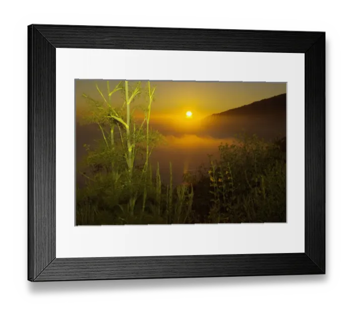 Framed Print : Sweet fennel, Foeniculum vulgare, and sunset over Big Sur coastline, California Framed Print : Sweet fennel, Foeniculum vulgare, and sunset over Big Sur coastline, California