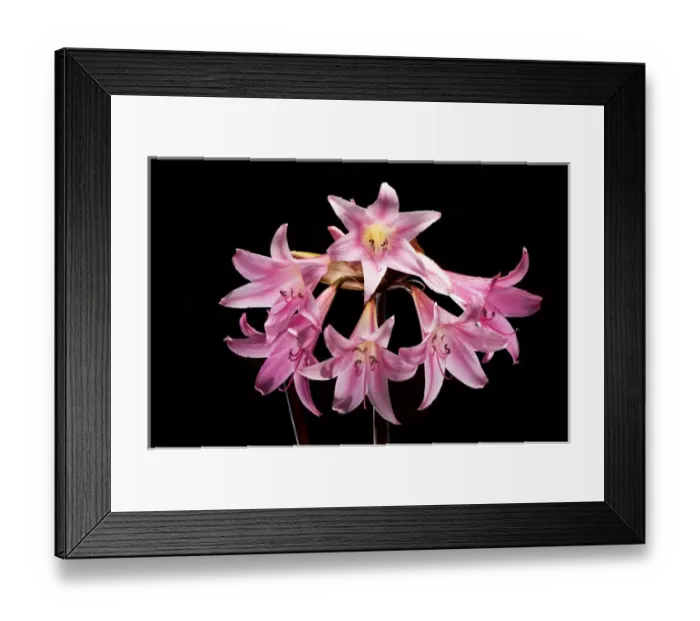 Framed Print : Naked ladies, Amaryllis belladonna, northern California Framed Print : Naked ladies, Amaryllis belladonna, northern California