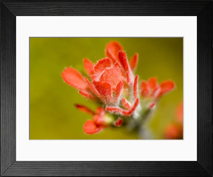 Framed Print : Common red paintbrush, Castilleja miniata, California