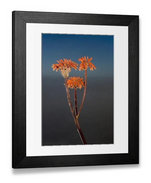 Framed Print : Agave flowers, Big Sur, California Framed Print : Agave flowers, Big Sur, California
