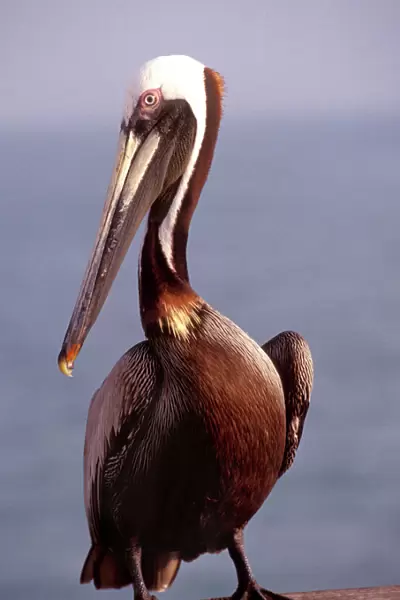 USA, California, Santa Barbara, Brown Pelican