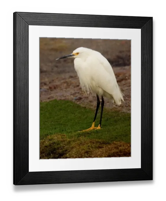 Framed Print : USA, California, Santee Lakes Recreation Area, Snowy Egret