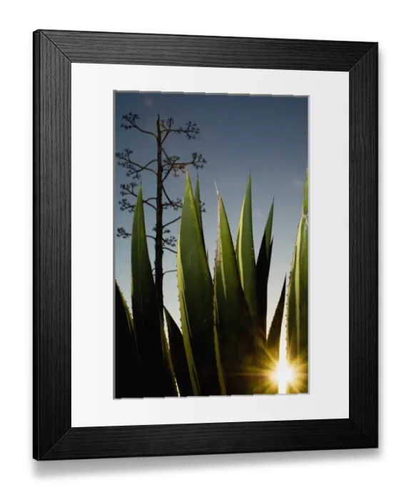 Framed Print : Century plant, northern California