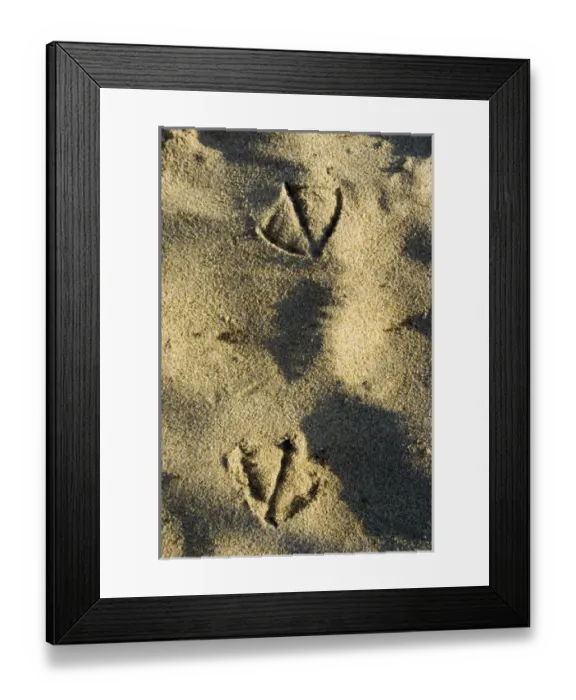 Framed Print : Gull tracks, Santa Cruz, California