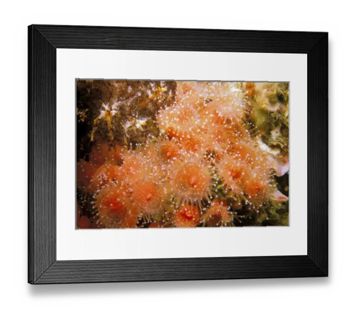 Framed Print : USA, California, Santa Barbara Islands. Strawberry anemones Framed Print : USA, California, Santa Barbara Islands. Strawberry anemones