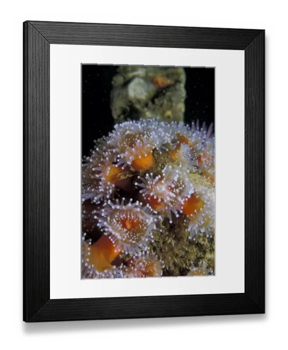 Framed Print : NA, USA, California, Santa Barbara Islands Strawberry anemones Framed Print : NA, USA, California, Santa Barbara Islands Strawberry anemones