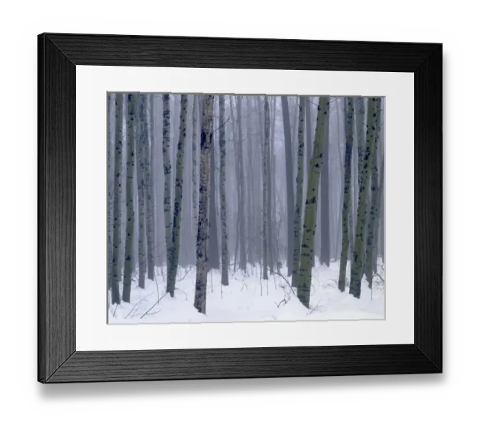 Framed Print : USA, Washington, Methow Valley, Aspen forest in winter Framed Print : USA, Washington, Methow Valley, Aspen forest in winter