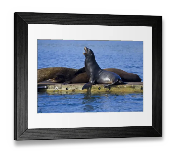 Framed Print : California Sea Lions rest on a dock in northern California Framed Print : California Sea Lions rest on a dock in northern California