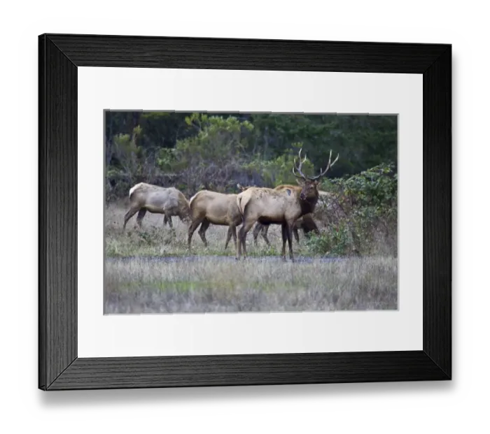Framed Print : A bull Roosevelt Elk guards his herd in Northern California Framed Print : A bull Roosevelt Elk guards his herd in Northern California