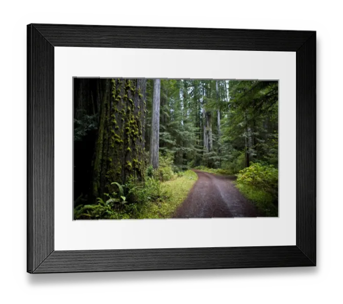 Framed Print : Sequoias in Redwood NP, California Framed Print : Sequoias in Redwood NP, California