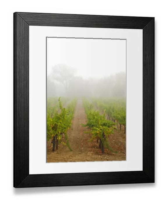 Framed Print : USA, California, Sonoma, Healdsburg. Sonoma grapes ready for crush Framed Print : USA, California, Sonoma, Healdsburg. Sonoma grapes ready for crush