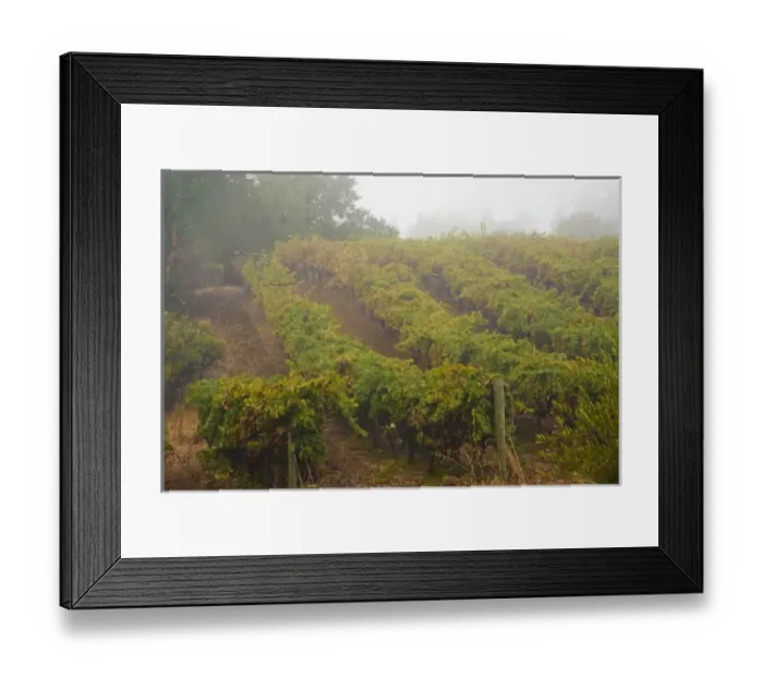 Framed Print : USA, California, Sonoma, Healdsburg. Sonoma grapes ready for crush Framed Print : USA, California, Sonoma, Healdsburg. Sonoma grapes ready for crush