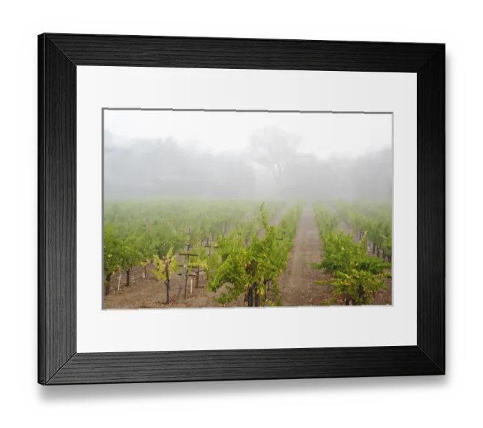 Framed Print : USA, California, Sonoma, Healdsburg. Sonoma grapes ready for crush Framed Print : USA, California, Sonoma, Healdsburg. Sonoma grapes ready for crush
