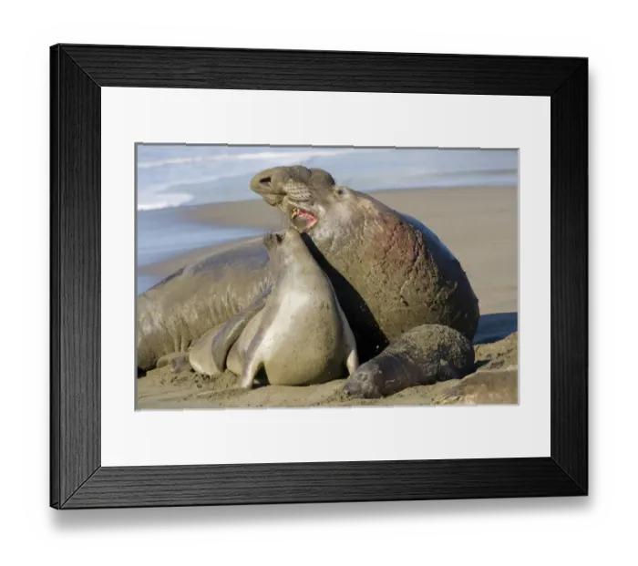 Framed Print : North America, USA, California, Piedras Blancas. Northern Elephant Seal bull cow and pup