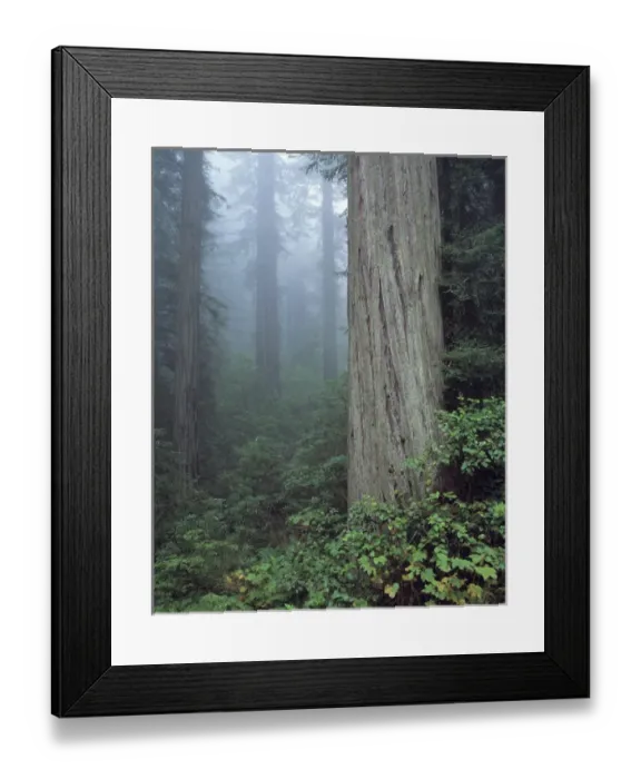 Framed Print : USA, California, Redwood NP. Fog shrouds the trunks of massive redwood trees in Redwood Framed Print : USA, California, Redwood NP. Fog shrouds the trunks of massive redwood trees in Redwood