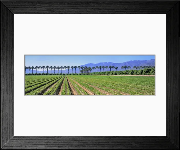 Framed Print : USA, California, Imperial Co. Truck crops grow against a row of palms make an arresting Framed Print : USA, California, Imperial Co. Truck crops grow against a row of palms make an arresting