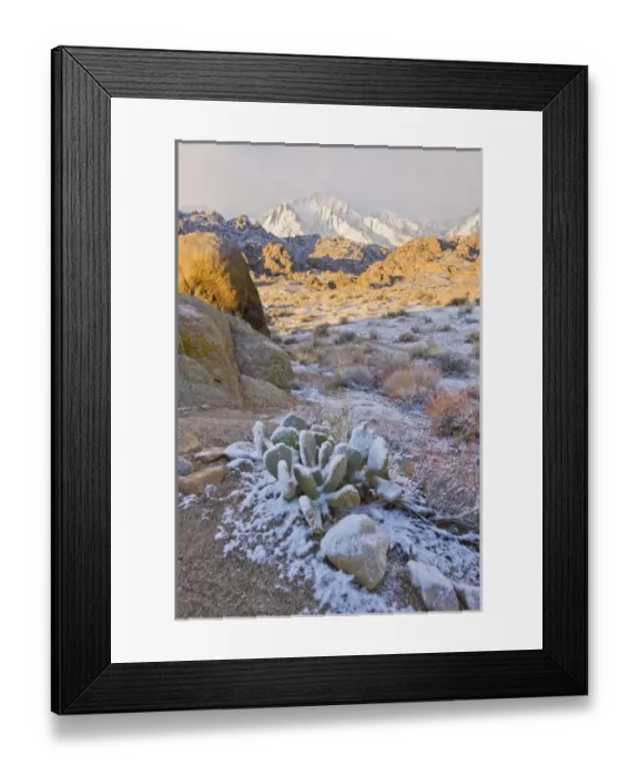 Framed Print : North America, USA, California, Lone Pine. Cactus dusted with snow in the Alabama Hills