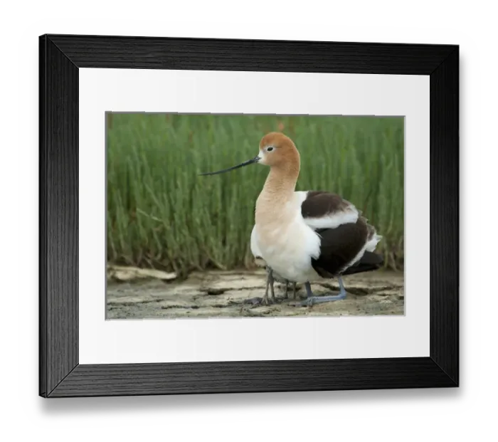 Framed Print : North America, United States, California, Palo Alto, Baylands. American Avocet Framed Print : North America, United States, California, Palo Alto, Baylands. American Avocet