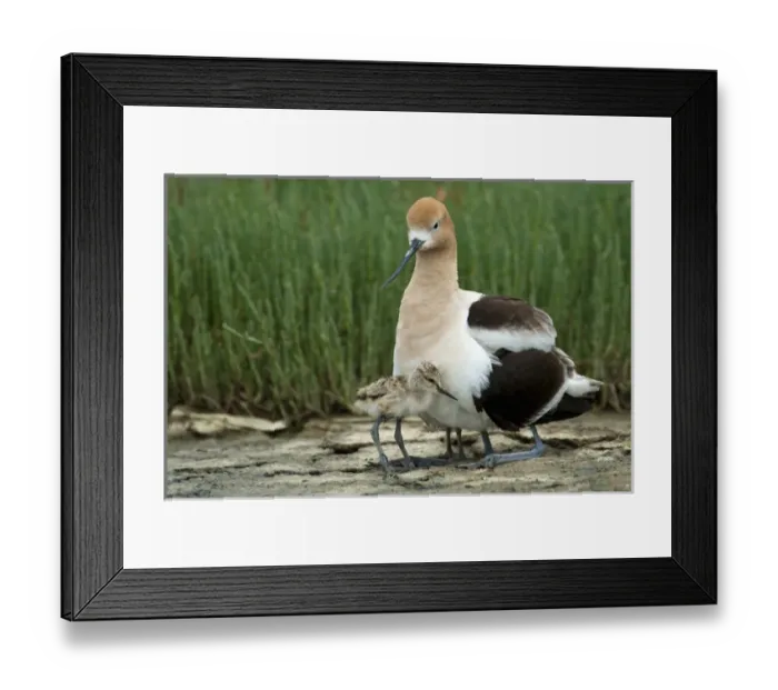 Framed Print : North America, United States, California, Palo Alto, Baylands. American Avocet Framed Print : North America, United States, California, Palo Alto, Baylands. American Avocet