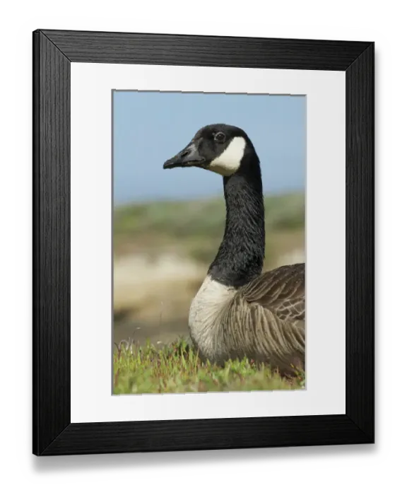 Framed Print : North America, USA, California, Point Lobos. Canada Goose