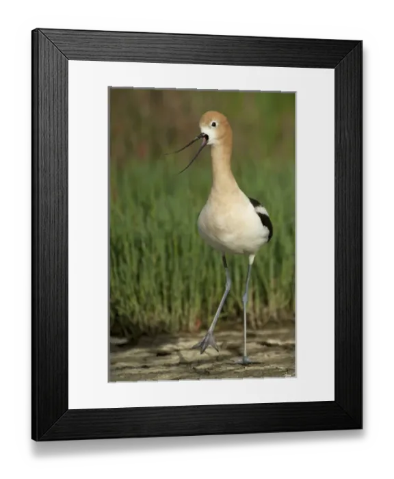 Framed Print : North America, United States, California, Palo Alto, Baylands. American Avocet Framed Print : North America, United States, California, Palo Alto, Baylands. American Avocet