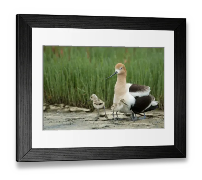 Framed Print : North America, United States, California, Palo Alto, Baylands. American Avocet Framed Print : North America, United States, California, Palo Alto, Baylands. American Avocet