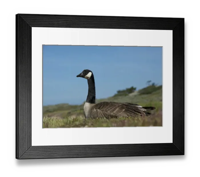 Framed Print : North America, USA, California, Point Lobos. Canada Goose