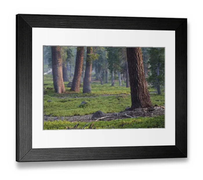 Framed Print : Forest, Lassen Volcanic National Park, Mount Lassen, California, USA