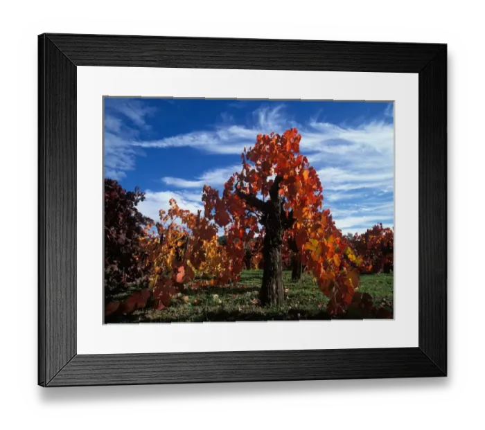 Framed Print : USA, California, Napa Valley, Calistoga. Along the Silverado Trail old Zinfandel Framed Print : USA, California, Napa Valley, Calistoga. Along the Silverado Trail old Zinfandel