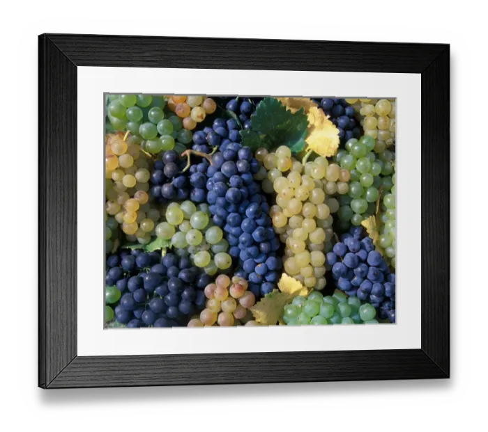 Framed Print : USA, California, Edna Valley Ava, San Luis Obispo. Syrah, Cabernet Sauvignon, Merlot Framed Print : USA, California, Edna Valley Ava, San Luis Obispo. Syrah, Cabernet Sauvignon, Merlot
