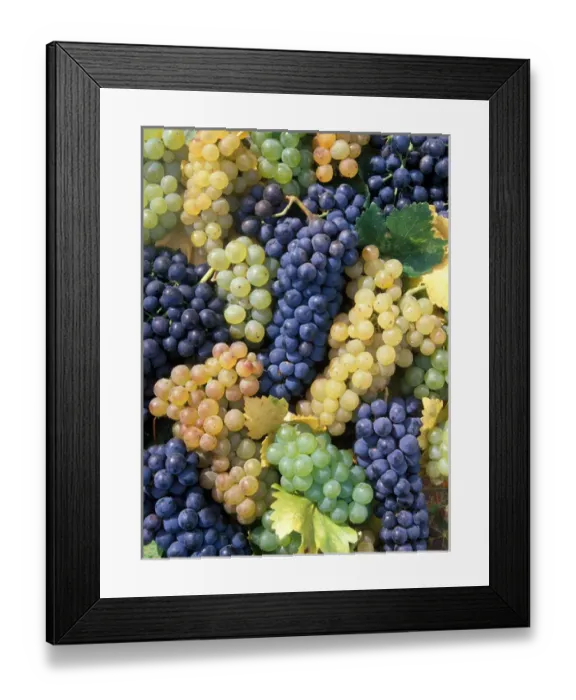 Framed Print : USA, California, Edna Valley Ava, San Luis Obispo. Syrah, Cabernet Sauvignon, Merlot Framed Print : USA, California, Edna Valley Ava, San Luis Obispo. Syrah, Cabernet Sauvignon, Merlot