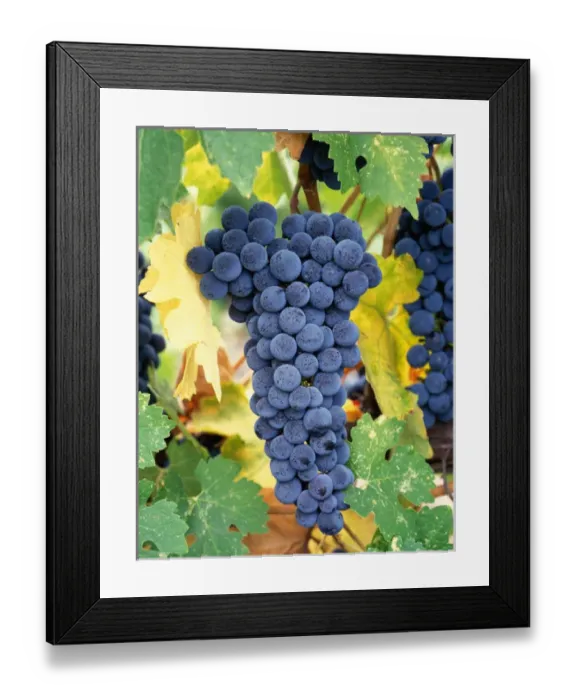 Framed Print : USA, California, Napa Valley. Cabernet Sauvignon grapes, ready for harvesting Framed Print : USA, California, Napa Valley. Cabernet Sauvignon grapes, ready for harvesting