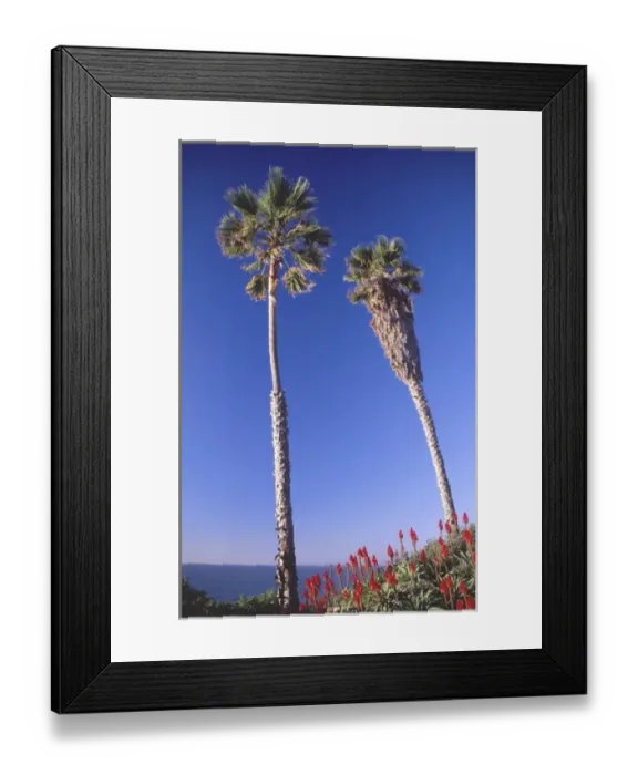 Framed Print : Palm Trees Over Beach, Scripps Institution of Oceanography, La Jolla, California, US Framed Print : Palm Trees Over Beach, Scripps Institution of Oceanography, La Jolla, California, US