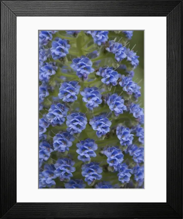 Framed Print : Springtime Flowers of Buena Vista Park, San Francisco, California, US
