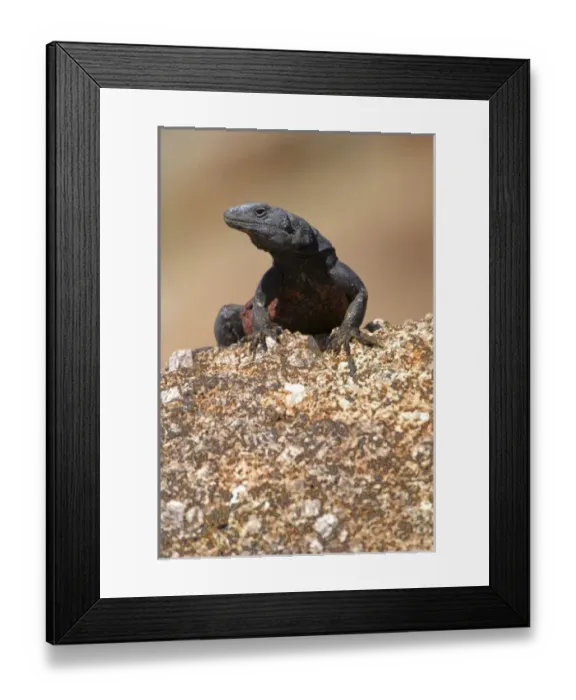 Framed Print : Chuckwalla (Sauromalus ater), Joshua Tree National Park, California, US