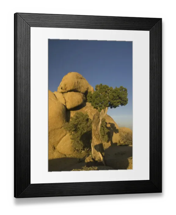 Framed Print : California Juniper (Juniperus californica ) Tree at Jumbo Rocks, Joshua Tree National Park Framed Print : California Juniper (Juniperus californica ) Tree at Jumbo Rocks, Joshua Tree National Park