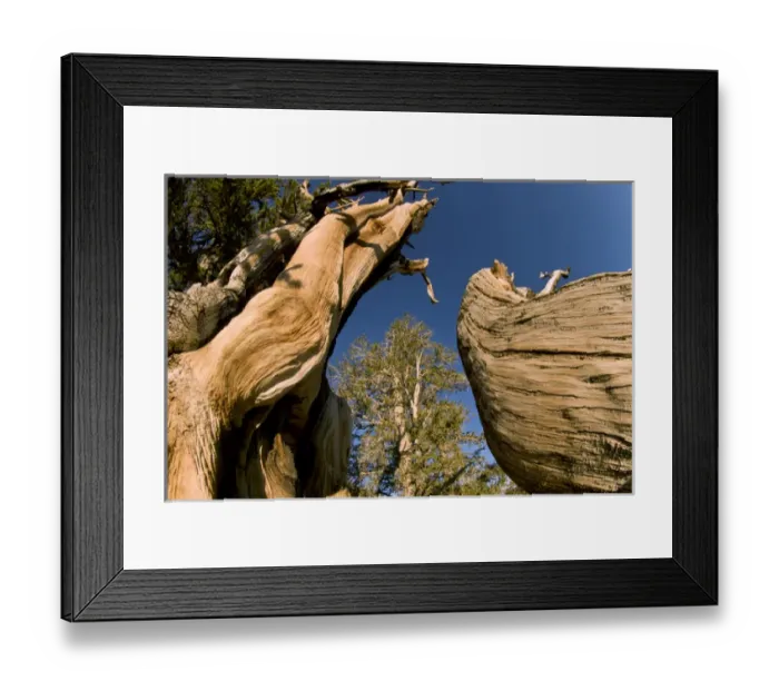 Framed Print : Ancient Bristlecone Forest, White Mountains, CA Framed Print : Ancient Bristlecone Forest, White Mountains, CA