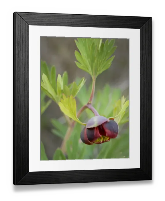 Framed Print : California peony, Elfin forest, Los Osos, CA