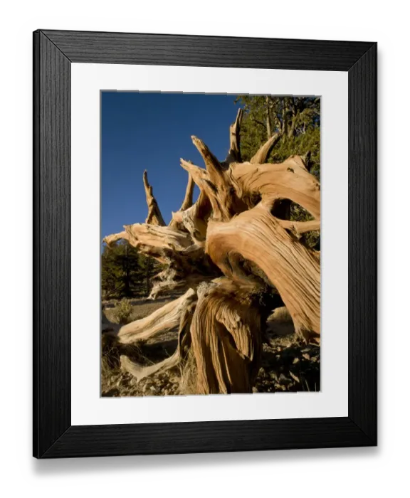 Framed Print : Ancient Bristlecone Forest, White Mountains, CA Framed Print : Ancient Bristlecone Forest, White Mountains, CA
