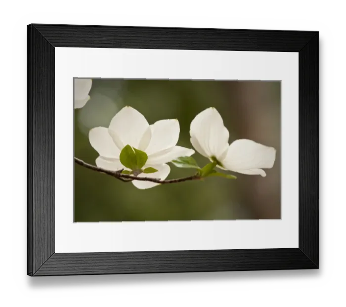 Framed Print : Western dogwood flowers, Yosemite National Park Framed Print : Western dogwood flowers, Yosemite National Park