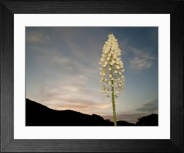 Framed Print : Chaparral yucca flowering in Los Padres National Forest, California, north of Los Angeles