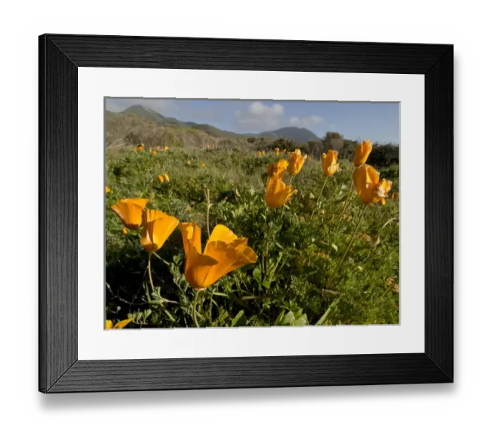 Framed Print : California poppies in Montana de Oro State Park, Los Osos, CA Framed Print : California poppies in Montana de Oro State Park, Los Osos, CA