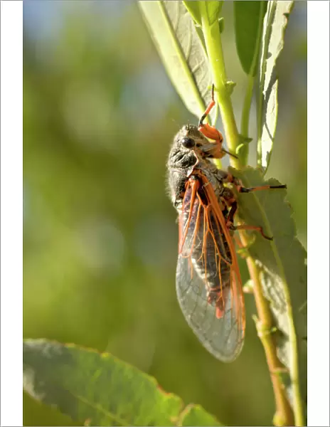 Desert cicada, high desert, Buttermilk area, Bishop, California
