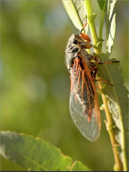 Desert cicada, high desert, Buttermilk area, Bishop, California
