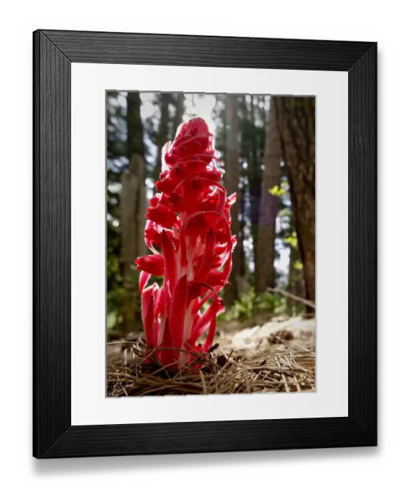 Framed Print : Snow plant, Yosemite National Park, California